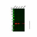 Recombinant NgBR Antibody