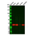 NGF Mouse mAb