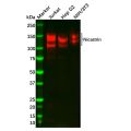 Recombinant Nicastrin Antibody