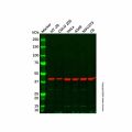 NK-2R Antibody
