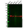 Recombinant NK-p44 Antibody