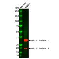 Recombinant Nkx3.1 Antibody