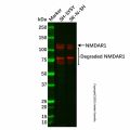 Recombinant NMDAR1 Antibody