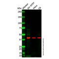 Recombinant Nodal Antibody