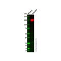 NUP160 Antibody