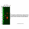 NUR77 Antibody