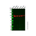 Recombinant Oct-1 Antibody
