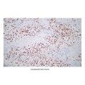 Recombinant Oct4 Antibody