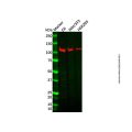 Recombinant OGT Antibody