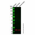 Recombinant Olfactory Marker Protein/OMP Antibody