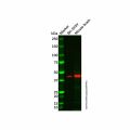 OLFM2 Antibody
