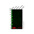 Orexin B Antibody
