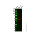 Orosomucoid 2 Antibody