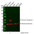 Osteopontin Antibody