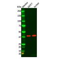 MAPK11 Antibody