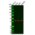 MAPK13 Antibody