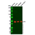 p46 Antibody
