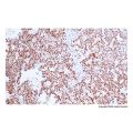 Recombinant p53 Antibody
