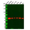 p53 Mouse mAb