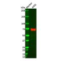 p63 Mouse mAb