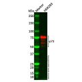 Recombinant p73 Antibody