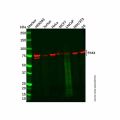 PAK4 Mouse mAb