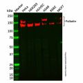 Recombinant Palladin Antibody