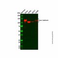 Recombinant pan Cadherin Antibody