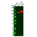 TrkA Antibody