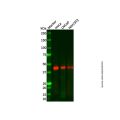 Recombinant PAR4 Antibody