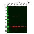 PARK7 Antibody