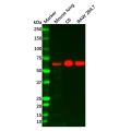 Recombinant Paxillin Antibody