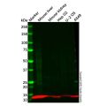 Recombinant PCBD1 Antibody