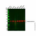Recombinant PCBP2/hnRNP E2 Antibody