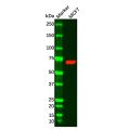 PCK1/PEPC Antibody