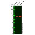 Recombinant PCK2 Antibody