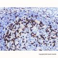 PD1 Mouse mAb