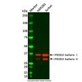 PDCD2 Antibody