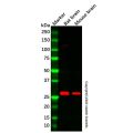 Recombinant PDGF B Antibody