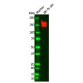 Recombinant PDGFR beta Antibody