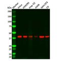 PDHA1 Mouse mAb