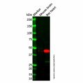 PDK2 Antibody
