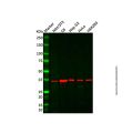 PDLIM2 Antibody
