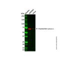 PDLIM5/ENH Antibody
