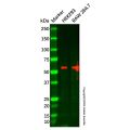 Pea3 Antibody
