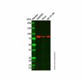 Recombinant Periostin Antibody