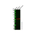 Peripherin Antibody