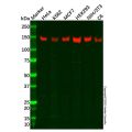 Recombinant PERK Antibody