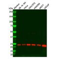 Peroxiredoxin 2/PRP Mouse mAb