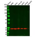 Recombinant Peroxiredoxin 2/PRP Antibody